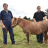 Man arrested after miniature horse stabbed 41 times